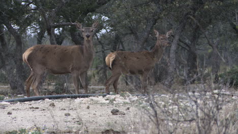 whitetail-bucks-and-does