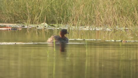 pato silbador nadando en el agua del estanque