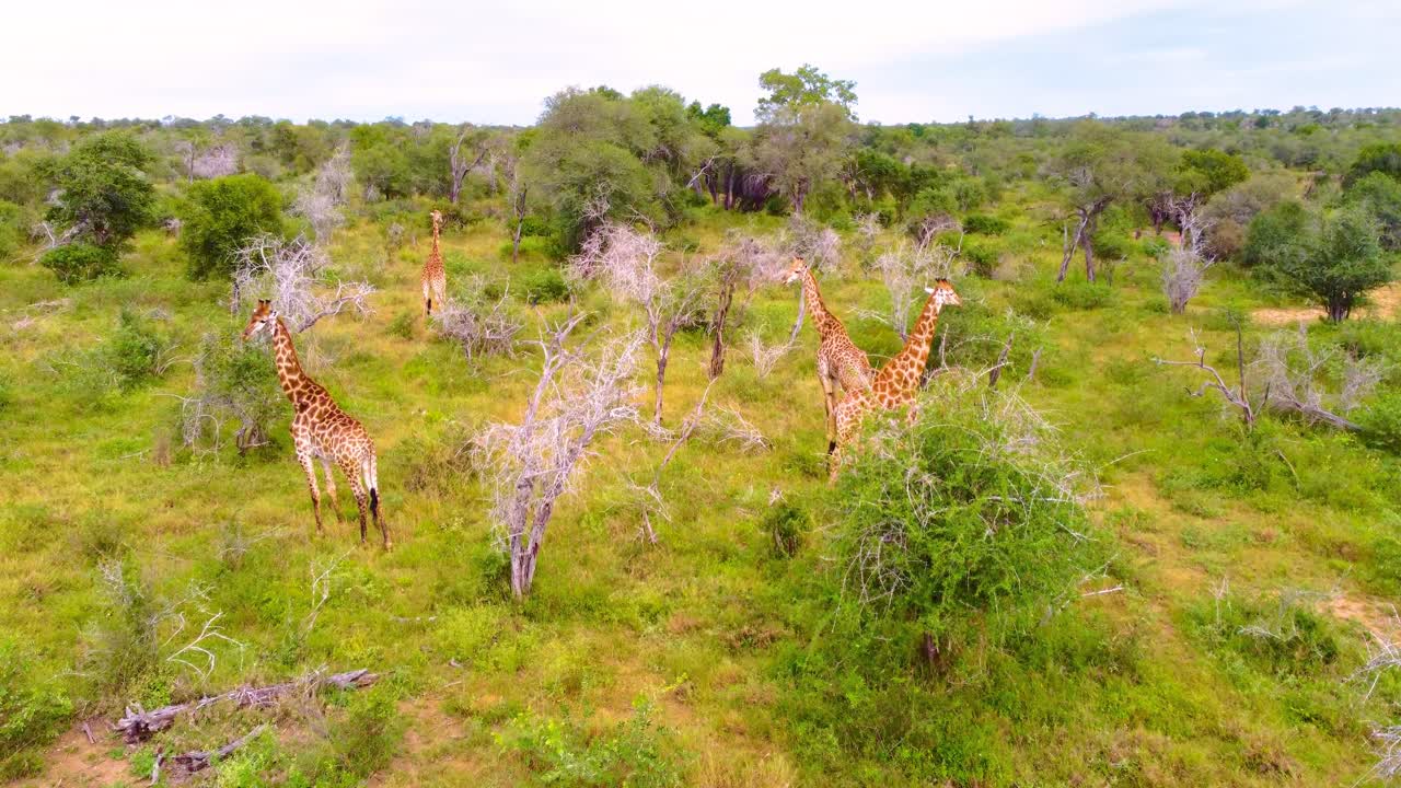 Aerial View of Giraffes in the African Savanna