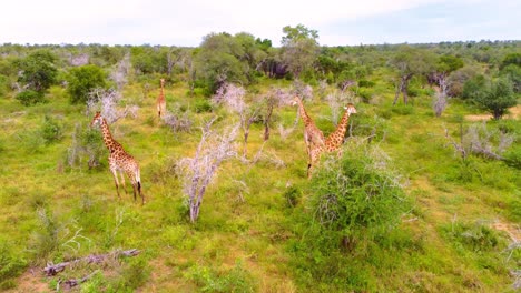 aerial view of giraffes in the african savanna