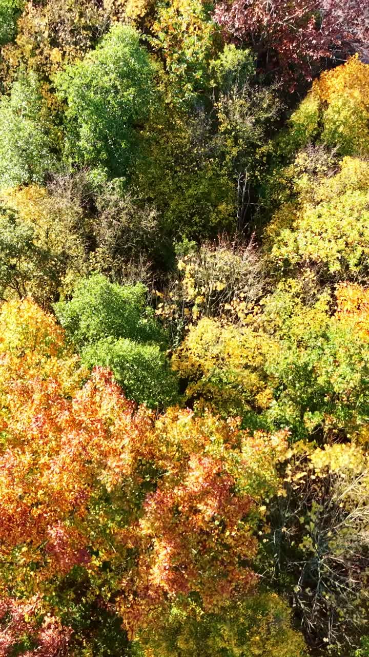 Vertical drone shot moving forward over a forest canopy showing trees with red, yellow and green autumn foliage in Brittany
