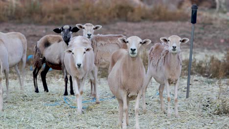 Farm-Animals---Hornless-Goats-Eating-Chewing-Hay-Looking-Amazed-While-Standing-In-Front-Of-The-Camera---Medium-Shot