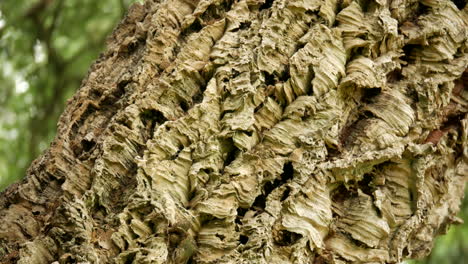 cork oak tree, quercus suber