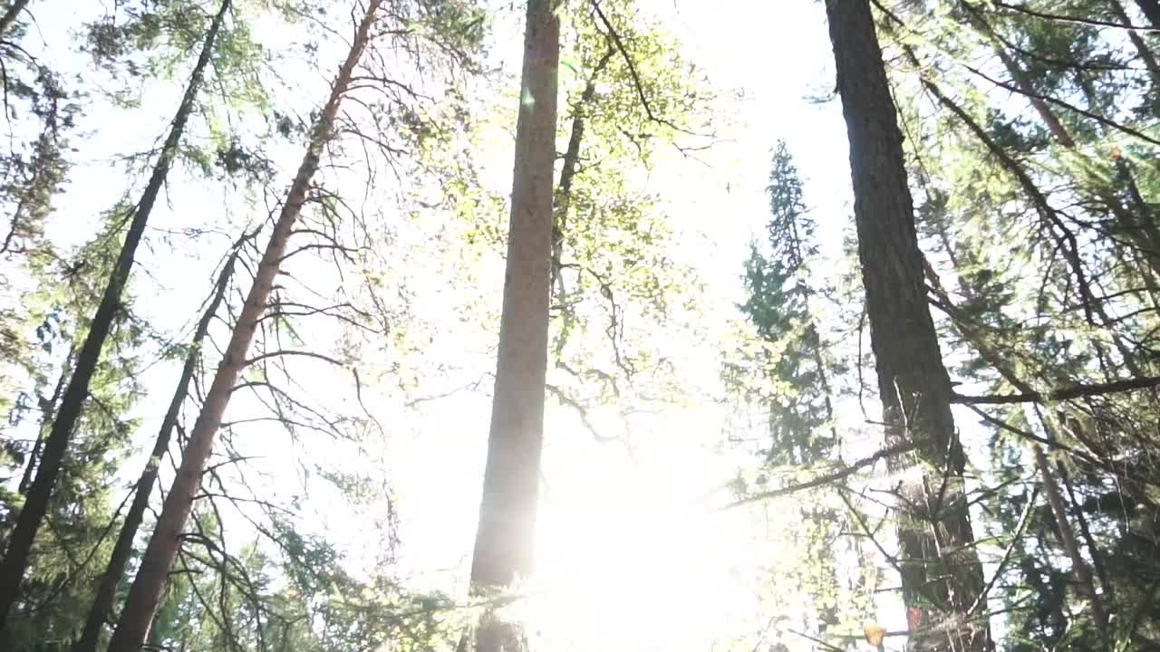 la luz del sol filtrándose a través del dosel del bosque