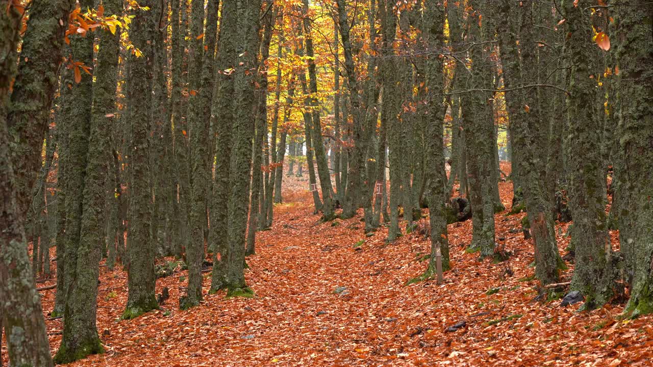 Windy day in autumn forest