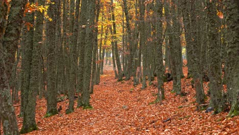 Windiger-Tag-Im-Herbstwald