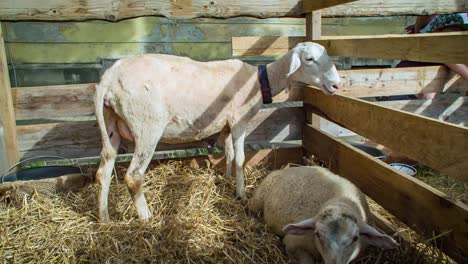 goat farming at the goat farmhouse with goats on dry grass enclosed by a wooden fence