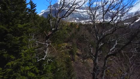 Toma-Aérea-Saliendo-De-La-Cueva-Del-Oso-De-Lizara-En-Los-Pirineos-Españoles,-Rozando-Los-árboles,-Hacia-Las-Montañas-Nevadas-Y-Un-Cielo-Azul-En-El-Fondo