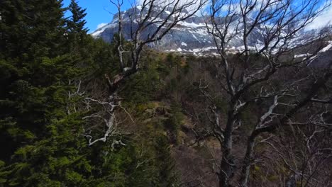 toma aérea saliendo de la cueva del oso de lizara en los pirineos españoles, rozando los árboles, hacia las montañas nevadas y un cielo azul en el fondo