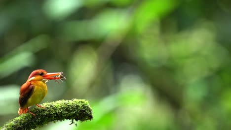 Ein-Kleiner-Orangefarbener-Und-Gelber-Vogel-Namens-Rotrücken-Eisvogel-Oder-Ceyx-Rufidorsa-Thront-Auf-Einem-Moosigen-Ast,-Während-Er-Kleine-Krabben-Frisst