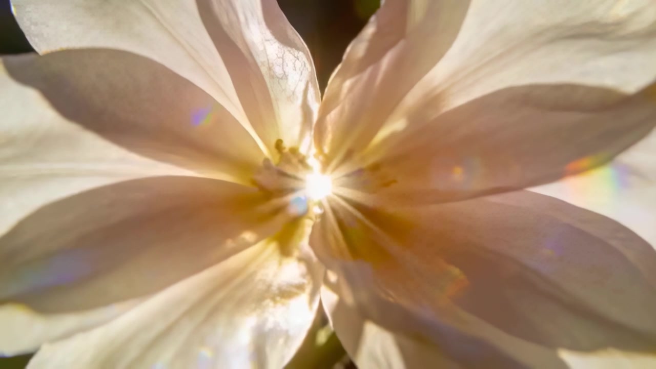 Flor de color crema pálido mostrando un estallido de luz mientras el sol incide en el estigma, revelando las venas de los estambres en un jardín.