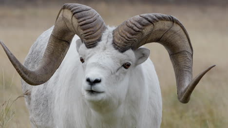 ram dall sheep with massive curling horns near whitehorse in yukon, canada. close-up shot