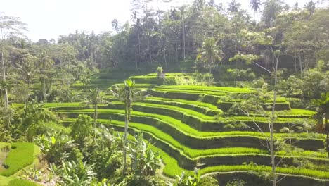 Picturesque-Lush-green-Rice-Terraces-in-Bali-Countryside,-Indonesia---Aerial-Wide-ascending-fly-over-shot