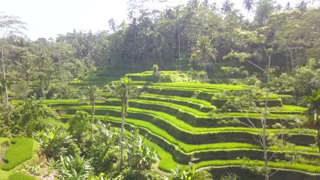 pintorescas y exuberantes terrazas de arroz verde en la campiña de bali, indonesia - plano aéreo ascendente amplio sobrevuelo