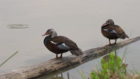 two individuals resting on a log in the water while the one on the right preens and scratches, white-winged duck asarcornis scutulata, thailand