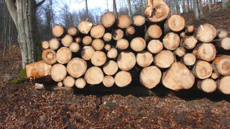 stack of sawed tree trunks in the forest