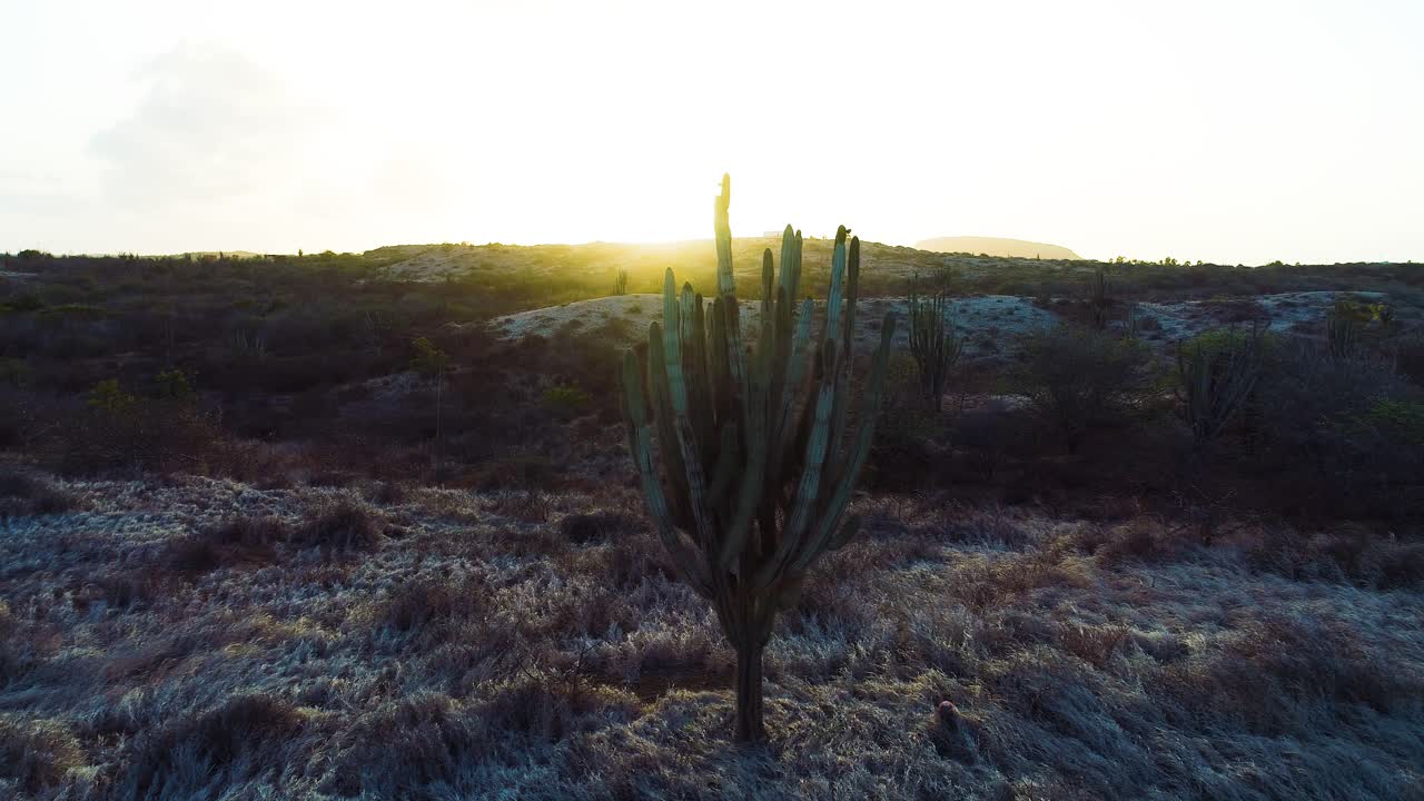 silueta del cactus nativo de curacao de pie alto con el resplandor del atardecer detrás, ecorregión árida y seca azotada por el viento