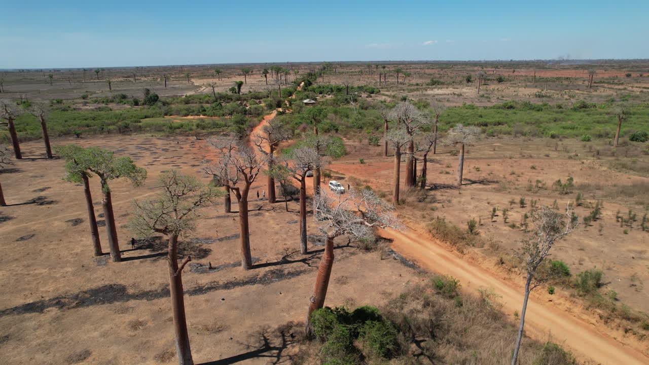 Drone tracking shot over a red road in Beroboka, Madagascar. Baobabs, vehicles, and foot traffic captured under daylight to show rural movement and forest contrast