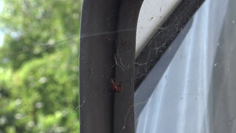 a bug trapped in a web