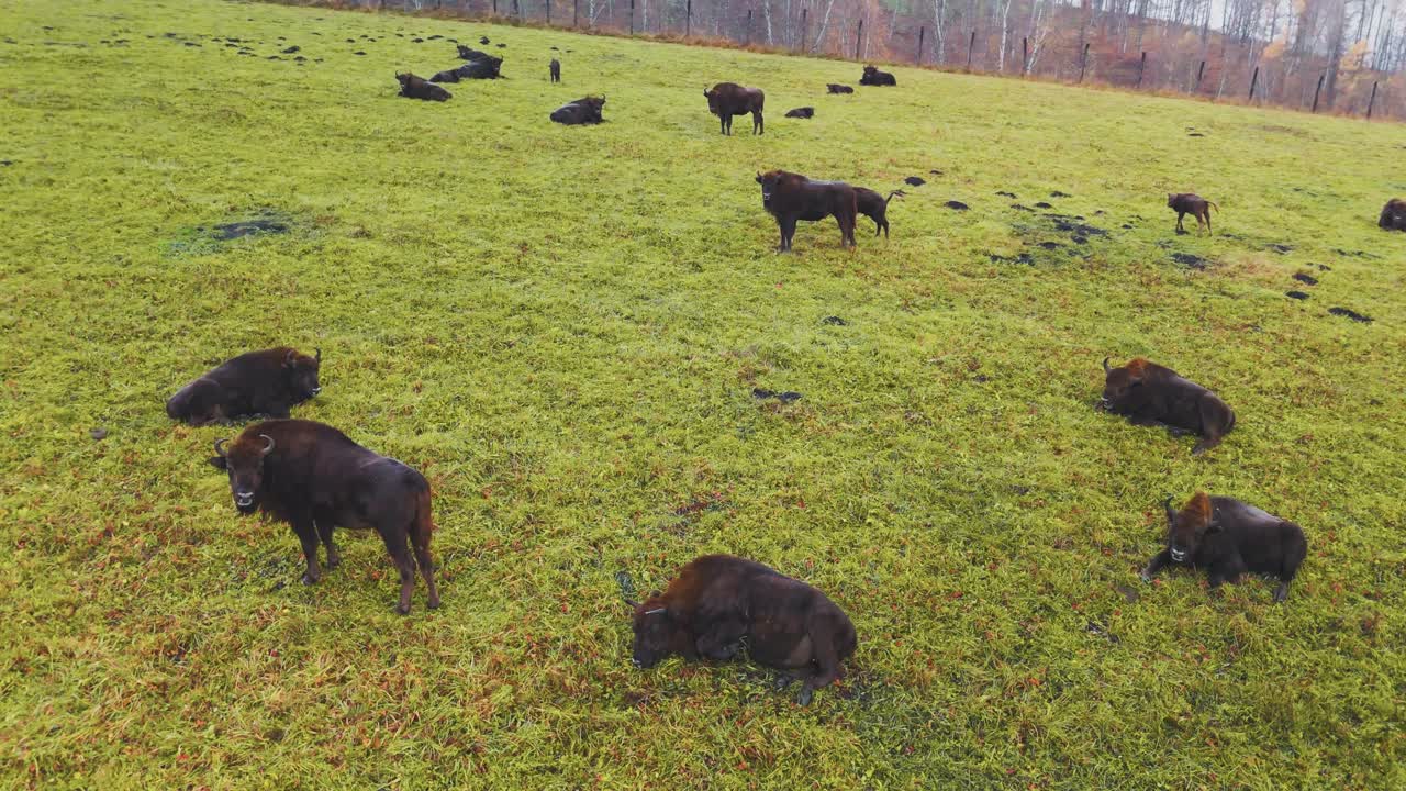 Mandria di bisonti europei in un prato