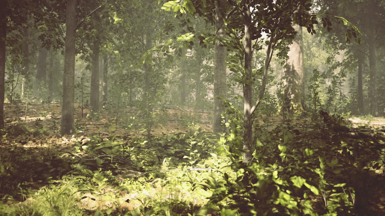 A luz atravessa as árvores exuberantes em uma floresta serena durante a hora dourada