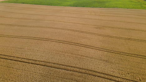 Aerial-flyover-above-yellow-grain-field-with-tractor-tracks-on-large-farmland