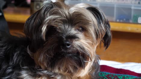 Nahaufnahme-Auf-Dem-Gesicht-Des-Langhaarigen-Männlichen-Yorkie,-Der-Auf-Dem-Bett-Liegt---Indoor-Yorkshire-Terrier-Hund-Auf-Bunter-Peruanischer-Decke