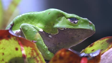 Makro-Eines-Riesigen-Affenfrosches,-Der-Auf-Einer-Pflanze-Sitzt