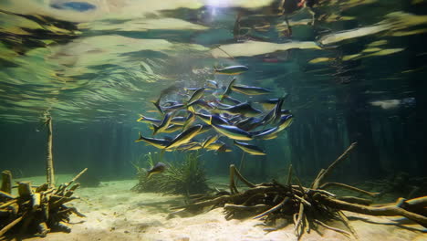 school of fish underwater among roots and aquatic plants
