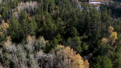 Slow-aerial-ascend-over-golden-maple-tree's-in-a-boreal-forest-to-reveal-small-lake-hidden-among-the-rocky-terrain-of-the-idyllic-Canadian-shield