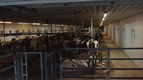 herd of holstein dairy cows in tie stall barn