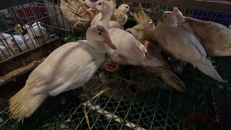 flock of chickens eating together in enclosure