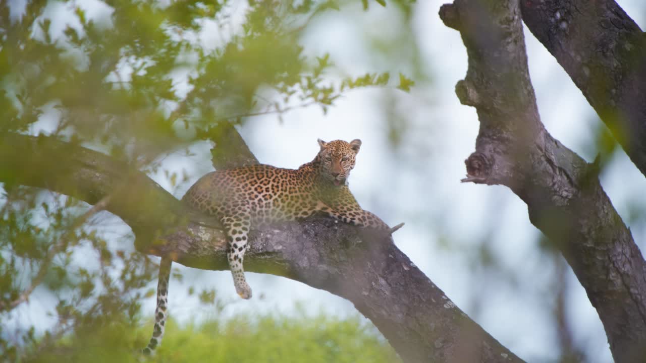 Ağaçta, dalda dinlenen ve savan sıcağında nefes nefese kalan Afrika leoparı.