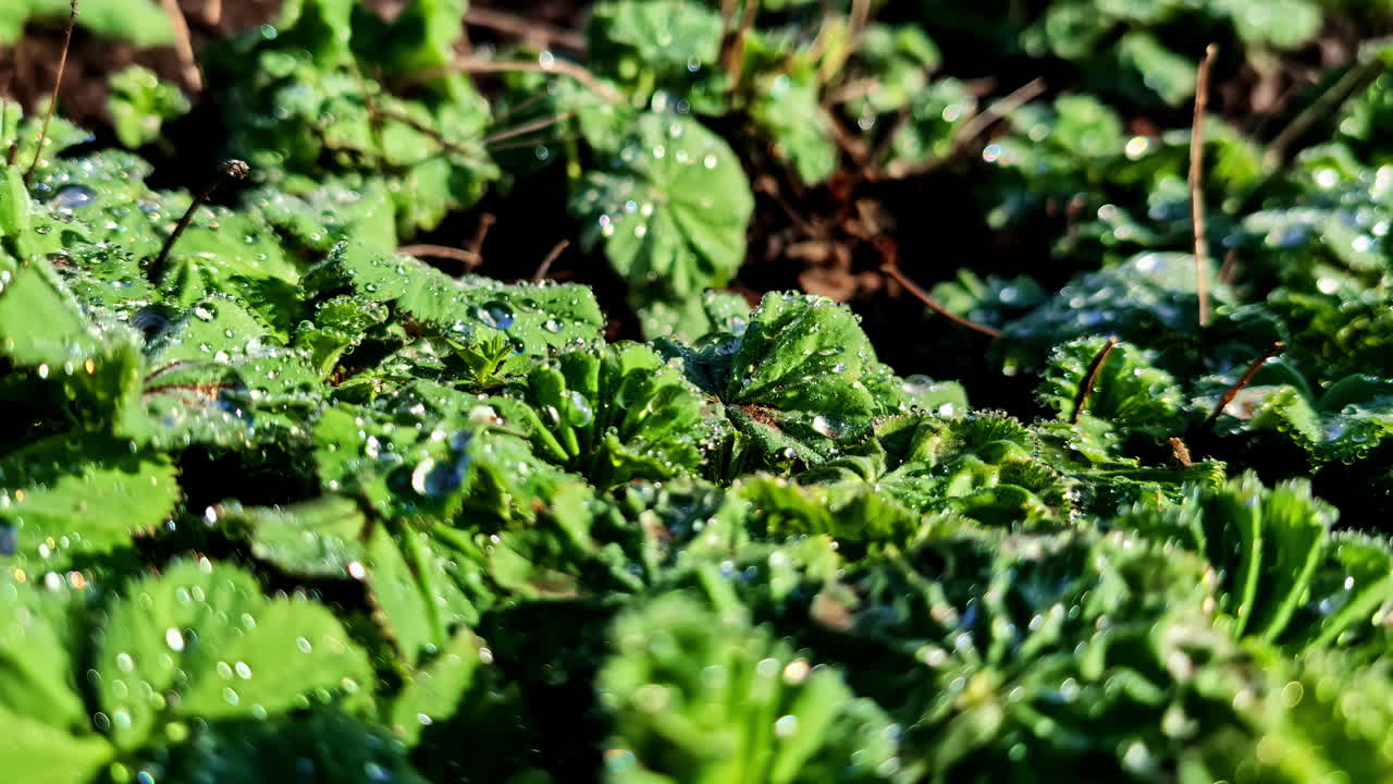 Close-up shot of fresh green leaves outdoors with water drops, showcasing nature’s beauty.