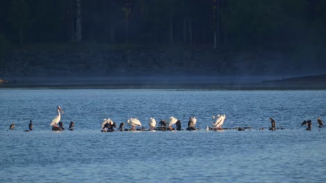 a bunch of pelicans and ducks and birds on island park dam