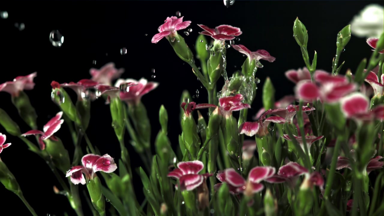 Nærbillede af lyserøde og hvide nelliker med vanddråber i slowmotion