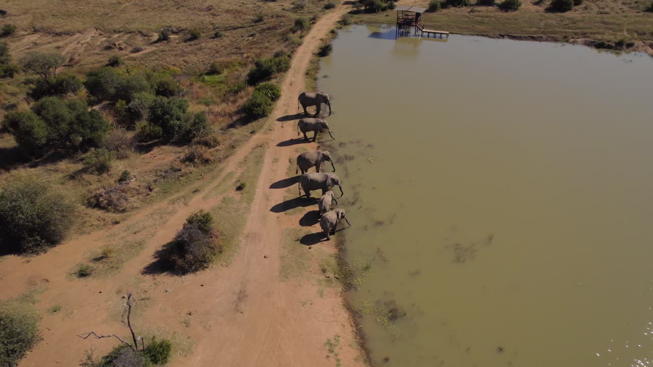 Group of African elephants drinking at the same time from a lake in a national reserve