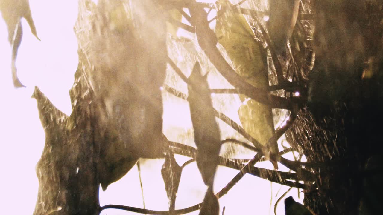 식물 위로 폭우가 내리는 브라질 열대우림의 일출