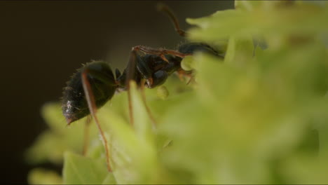 Makro-Ameise-Auf-Pflanze,-Nahaufnahme-Draußen.-Kleines-Tier