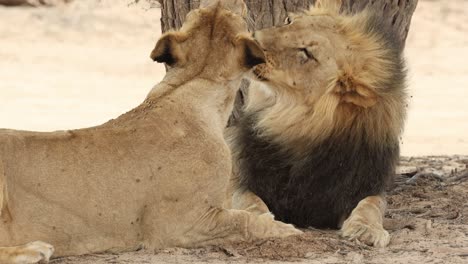 closeup of a male and female lion grooming each other, kgalakgadi transfrontier park.