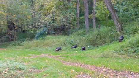 Five-Wild-turkey-forage-for-seeds-and-insects-along-a-game-trail-through-a-clearing-in-the-woods-in-the-Midwest-in-early-autumn