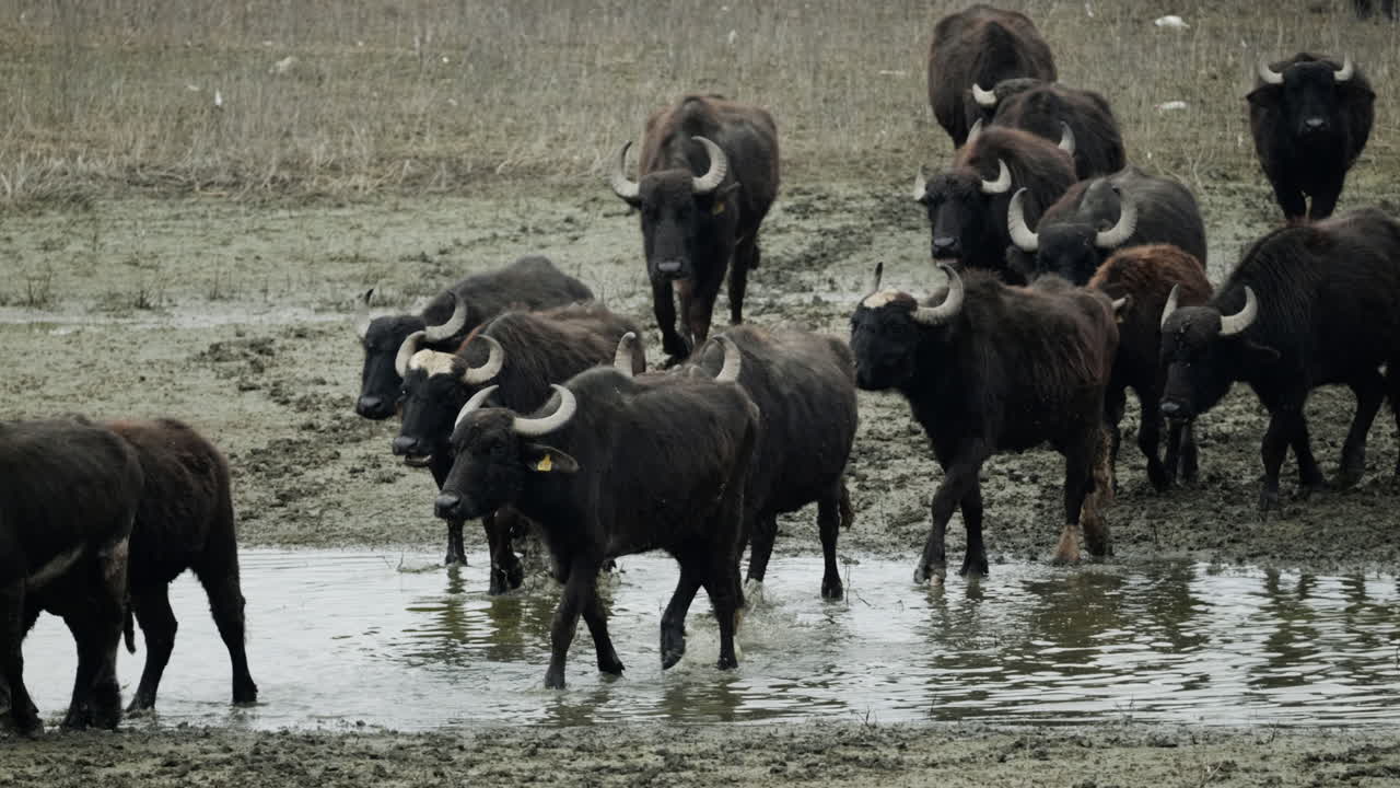 Buffaloes move through shallow, muddy water in the Kerkini wetlands. Ideal for wildlife documentaries or environmental projects