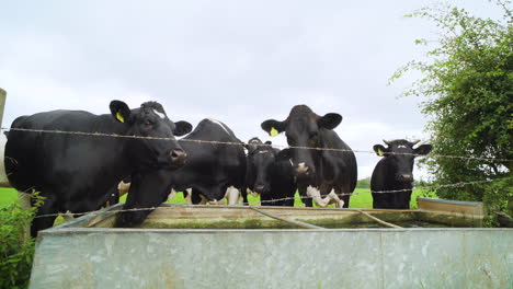 black and white tagged cows drinking water in the green english countryside