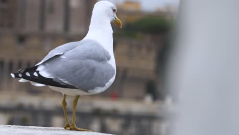 Imágenes-En-Cámara-Lenta-De-Gaviota-Volando-En-Roma,-Italia