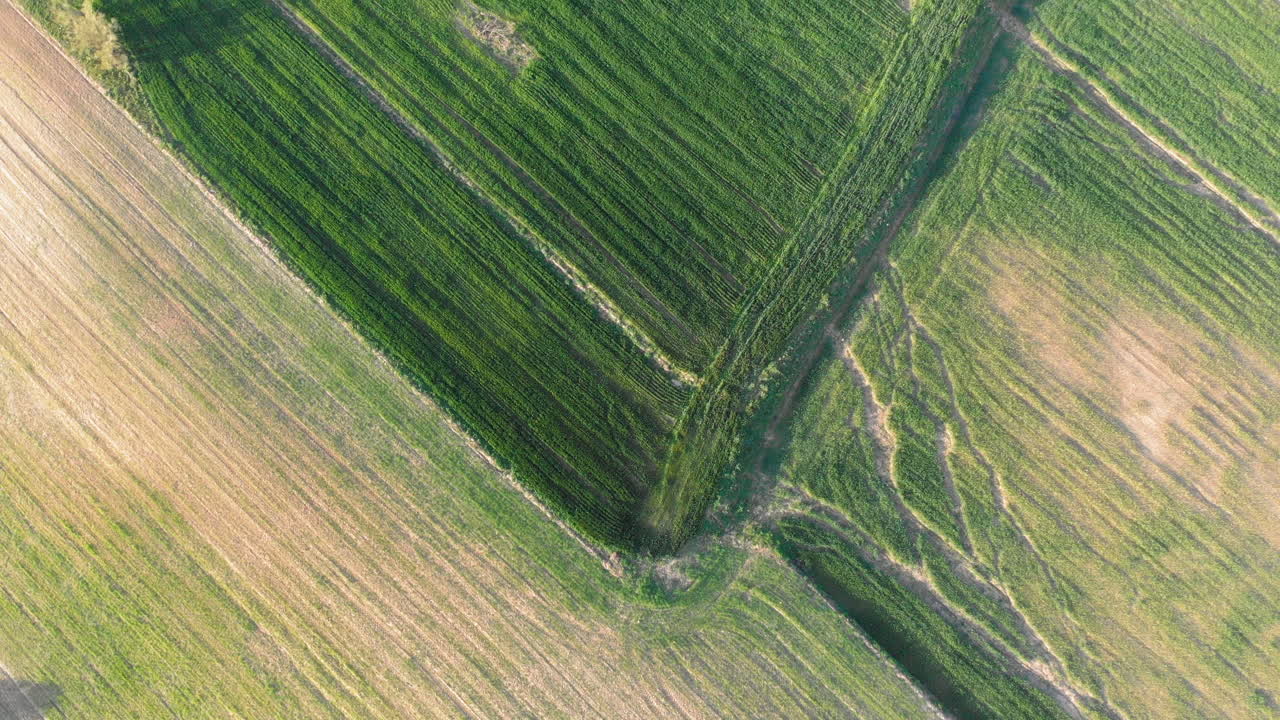 vista aérea de un campo con vegetación joven que brota verde y una superficie de campo amarilla no verde, impresión abstracta