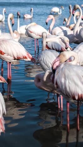 Flamenco-Rosado-México-Vida-Silvestre-Aves