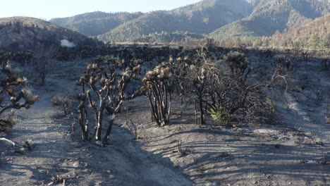 aftermath of a wildfire in a desert landscape with burned trees