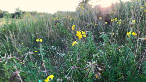 Nahaufnahme-Von-Wildblumen,-Die-Sich-An-Einem-Sommertag-Im-Wind-Wiegen