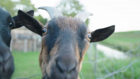 close up of curious goats sniffing camera. handheld