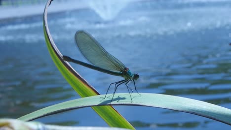 Libelle-Hebt-Eine-Pflanze-Ab,-Mit-Einem-Brunnen-Im-Hintergrund.-Sonniger-Tag